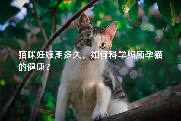 貓咪妊娠期多久，如何科學照顧孕貓的健康？