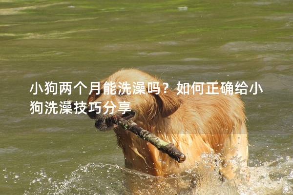 小狗兩個月能洗澡嗎？如何正確給小狗洗澡技巧分享