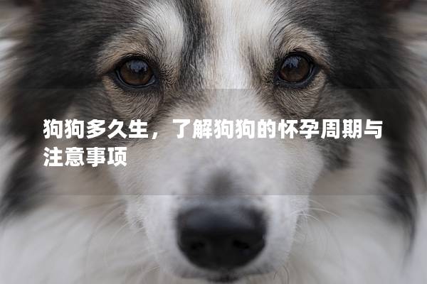 狗狗多久生，了解狗狗的懷孕周期與注意事項(xiàng)
