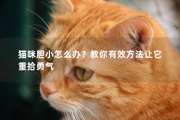 貓咪膽小怎么辦？教你有效方法讓它重拾勇氣