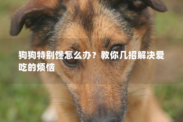 狗狗特別饞怎么辦？教你幾招解決愛吃的煩惱