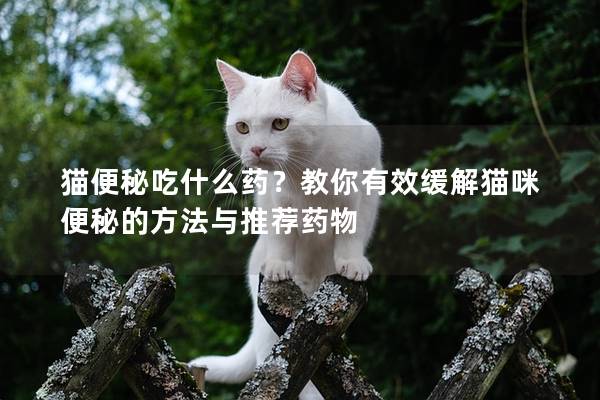 貓便秘吃什么藥？教你有效緩解貓咪便秘的方法與推薦藥物