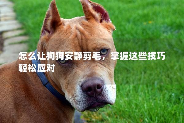 怎么讓狗狗安靜剪毛，掌握這些技巧輕松應(yīng)對