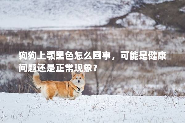 狗狗上顎黑色怎么回事，可能是健康問題還是正常現(xiàn)象？