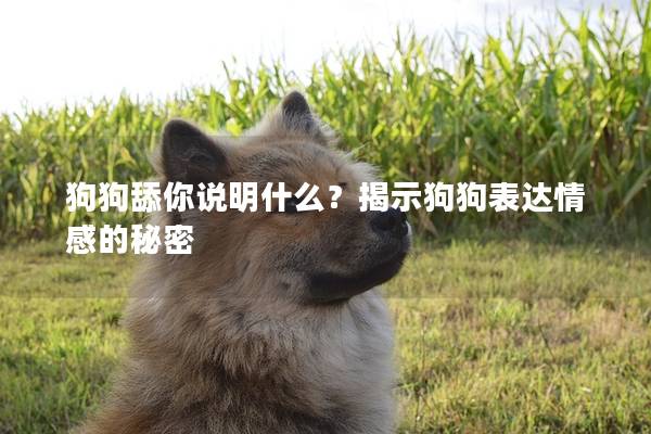 狗狗舔你說明什么？揭示狗狗表達情感的秘密