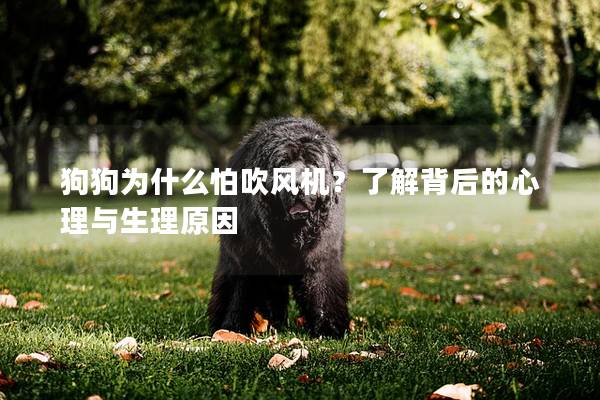 狗狗為什么怕吹風(fēng)機？了解背后的心理與生理原因