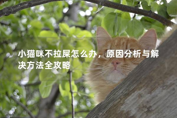 小貓咪不拉屎怎么辦，原因分析與解決方法全攻略