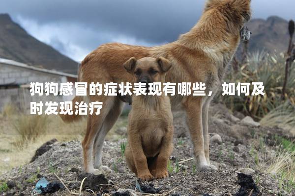 狗狗感冒的癥狀表現(xiàn)有哪些，如何及時發(fā)現(xiàn)治療