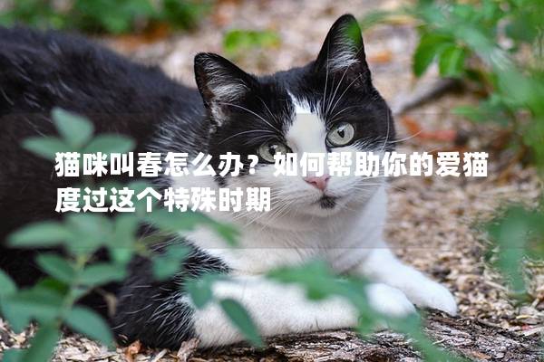 貓咪叫春怎么辦？如何幫助你的愛貓度過這個特殊時期