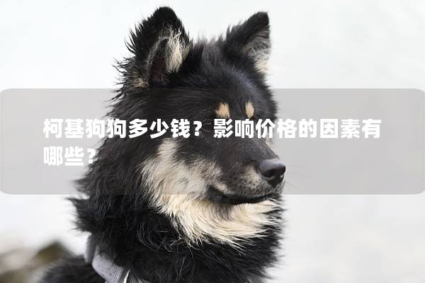 柯基狗狗多少錢？影響價格的因素有哪些？