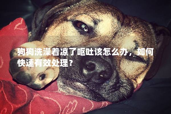 狗狗洗澡著涼了嘔吐該怎么辦，如何快速有效處理？