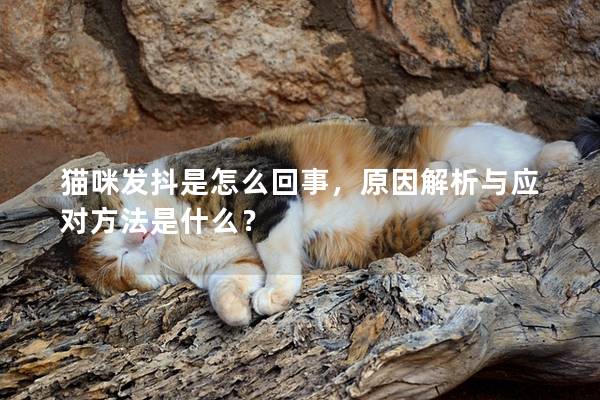 貓咪發抖是怎么回事，原因解析與應對方法是什么？