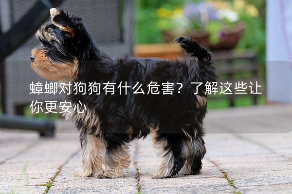 蟑螂對(duì)狗狗有什么危害？了解這些讓你更安心