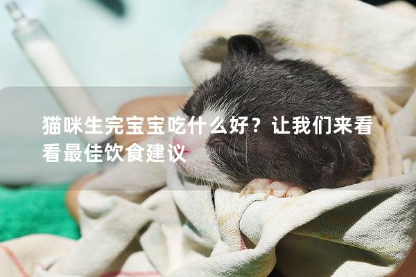 貓咪生完寶寶吃什么好？讓我們來看看最佳飲食建議