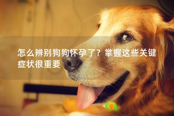 怎么辨別狗狗懷孕了？掌握這些關鍵癥狀很重要