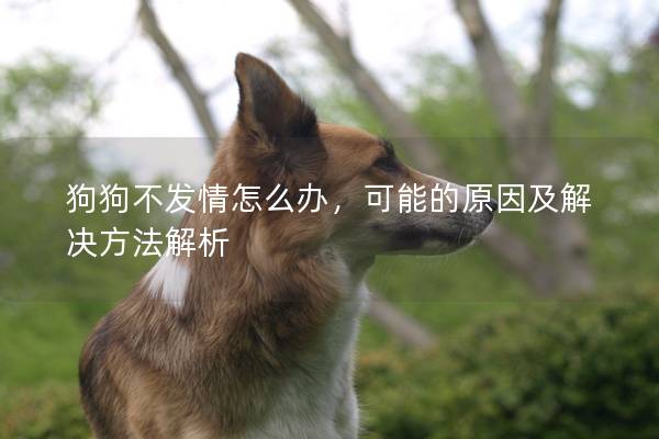 狗狗不發情怎么辦，可能的原因及解決方法解析