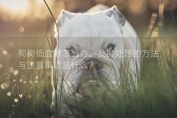 狗狗低血糖怎么辦，及時處理的方法與注意事項是什么？