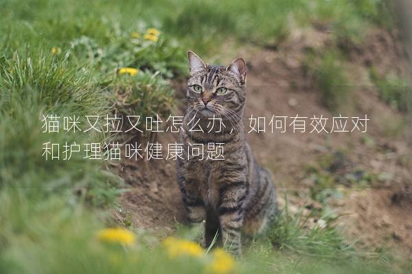 貓咪又拉又吐怎么辦，如何有效應對和護理貓咪健康問題