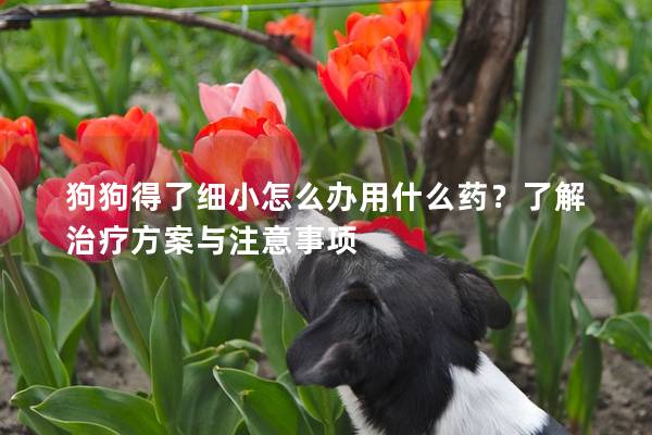 狗狗得了細小怎么辦用什么藥？了解治療方案與注意事項