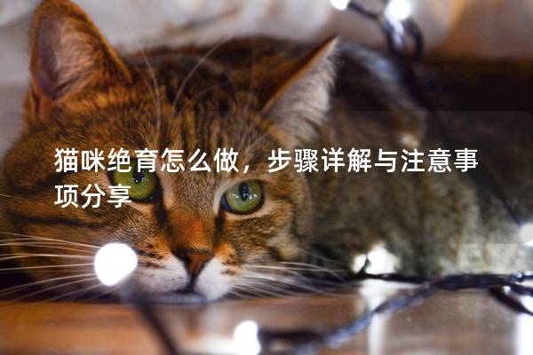 貓咪絕育怎么做，步驟詳解與注意事項分享