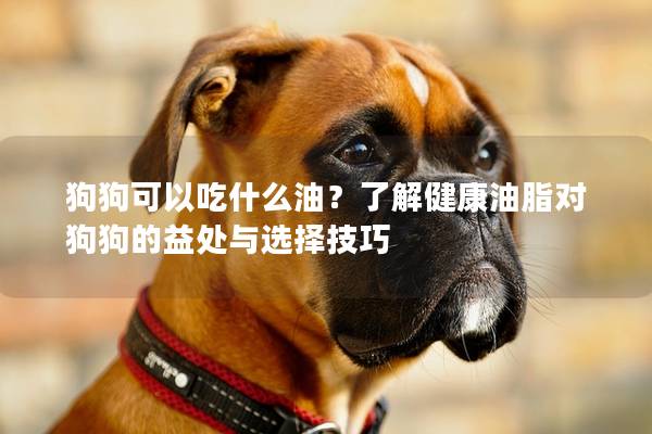狗狗可以吃什么油？了解健康油脂對狗狗的益處與選擇技巧