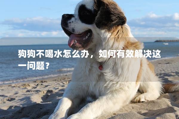 狗狗不喝水怎么辦,如何有效解決這一問題? 狗狗不喝水怎么辦,如何有效解決這一問題?