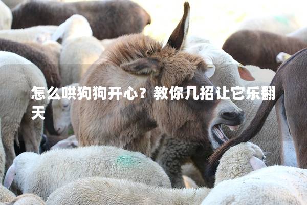 怎么哄狗狗開心？教你幾招讓它樂翻天