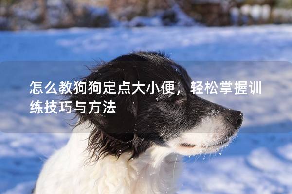 怎么教狗狗定點(diǎn)大小便，輕松掌握訓(xùn)練技巧與方法