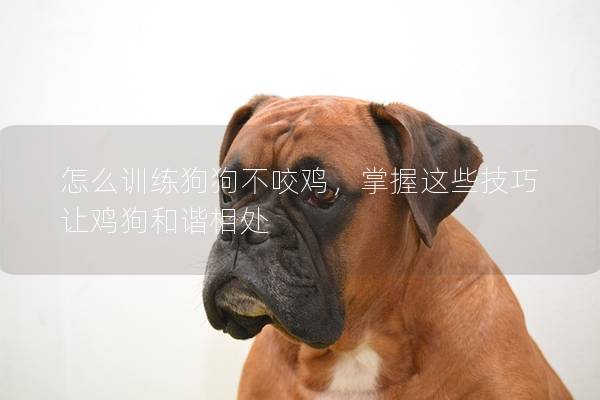 怎么訓練狗狗不咬雞，掌握這些技巧讓雞狗和諧相處