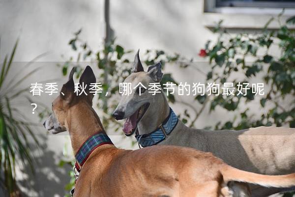 春季、秋季，哪個季節的狗狗最好呢？