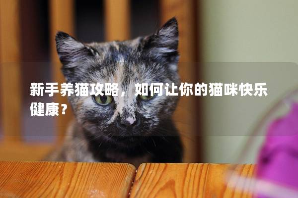 新手養貓攻略,如何讓你的貓咪快樂健康? 新手養貓攻略,如何讓你的貓咪快樂健康?