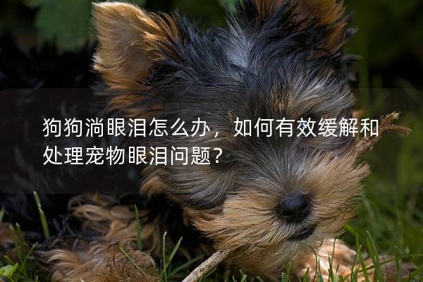 狗狗淌眼淚怎么辦，如何有效緩解和處理寵物眼淚問題？