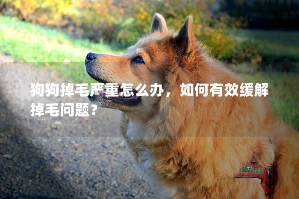 狗狗掉毛嚴(yán)重怎么辦,如何有效緩解掉毛問(wèn)題? 狗狗掉毛嚴(yán)重怎么辦,如何有效緩解掉毛問(wèn)題?