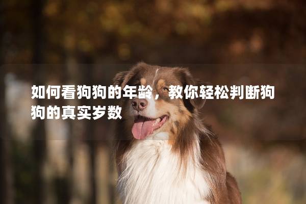 如何看狗狗的年齡，教你輕松判斷狗狗的真實(shí)歲數(shù)