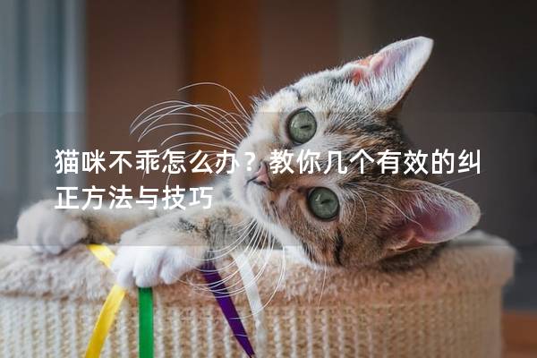 貓咪不乖怎么辦？教你幾個有效的糾正方法與技巧
