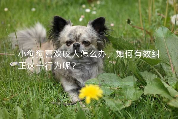 小狗狗喜歡咬人怎么辦，如何有效糾正這一行為呢？