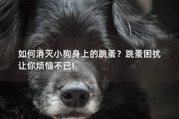 如何消滅小狗身上的跳蚤？跳蚤困擾讓你煩惱不已!