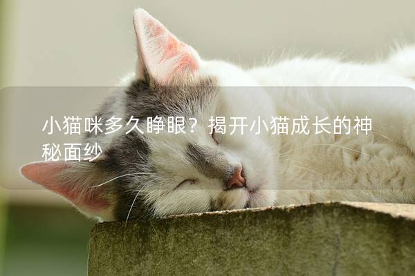 小貓咪多久睜眼？揭開(kāi)小貓成長(zhǎng)的神秘面紗