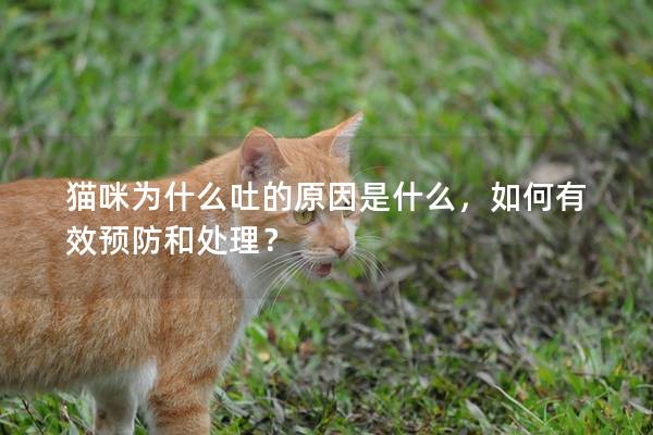貓咪為什么吐的原因是什么，如何有效預防和處理？