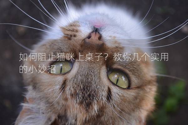 如何阻止貓咪上桌子？教你幾個實用的小妙招