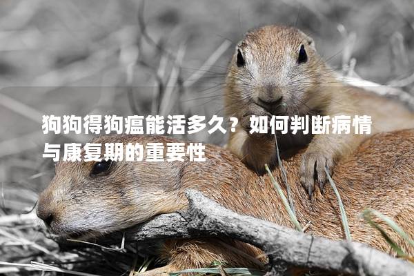狗狗得狗瘟能活多久？如何判斷病情與康復(fù)期的重要性