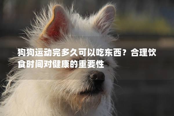 狗狗運(yùn)動完多久可以吃東西？合理飲食時間對健康的重要性