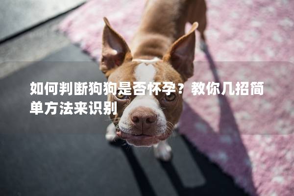 如何判斷狗狗是否懷孕？教你幾招簡單方法來識別
