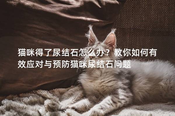 貓咪得了尿結石怎么辦？教你如何有效應對與預防貓咪尿結石問題