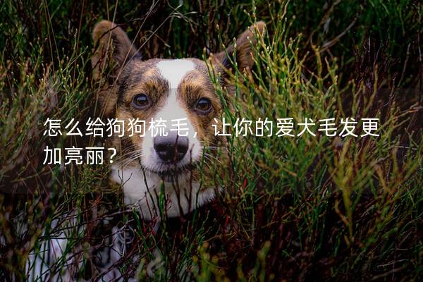 怎么給狗狗梳毛，讓你的愛犬毛發(fā)更加亮麗？