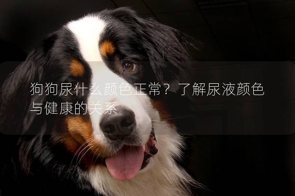 狗狗尿什么顏色正常？了解尿液顏色與健康的關系