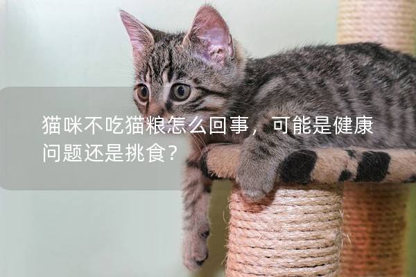 貓咪不吃貓糧怎么回事，可能是健康問題還是挑食？