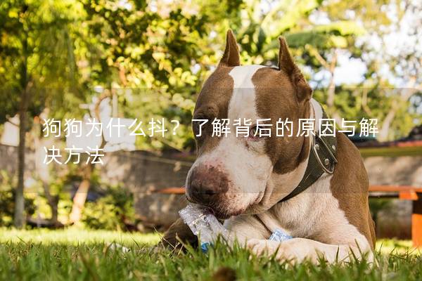 狗狗為什么抖？了解背后的原因與解決方法