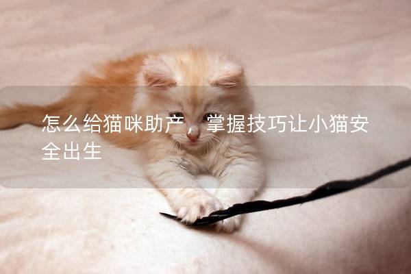 怎么給貓咪助產(chǎn)，掌握技巧讓小貓安全出生