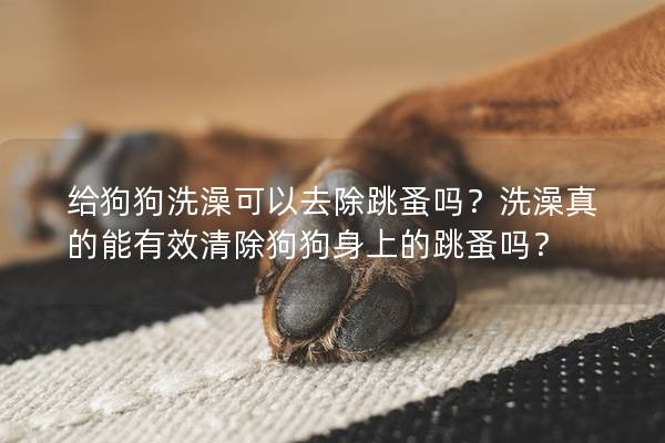 給狗狗洗澡可以去除跳蚤嗎？洗澡真的能有效清除狗狗身上的跳蚤嗎？
